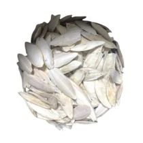 1 kg Parça Kırık İri Kalamar Kemiği